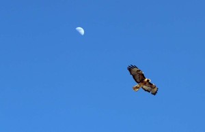 Red tail hawk at Lake Cachuma 
