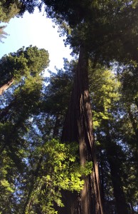 Humbolt Redwoods State Park Small