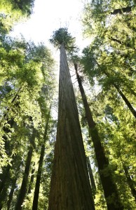 Founders Redwood. The Oldest Redwood in This Grove