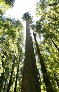 Redwood trees