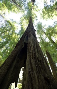 This Redwood Was Badly Damaged by Fire But Survives Today
