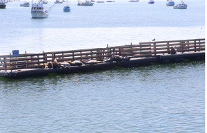 Seals and Sea Lions That Serenade us at Night