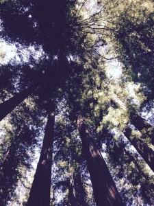 Looking Up in the Sequoia Forest