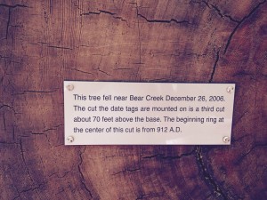 Statement about age of redwood tree