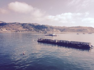 Seals lounging on barge in Avila Beach bay