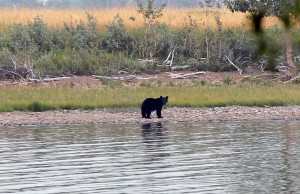 Black Bear at Waterton National Park, Alberta, Canada