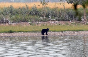 Black Bear at Waterton National Park, Alberta, Canada