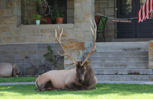 Bull Elk in Park Superintendent Front Yard, Yellowstone National Park