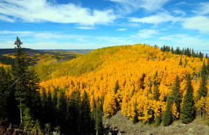 Fall Colors on Grand Mesa, Colorado