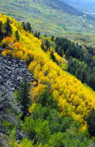 Fall Colors on Grand Mesa, Colorado