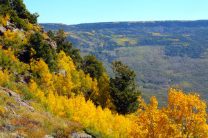 Fall Colors on Grand Mesa, Colorado