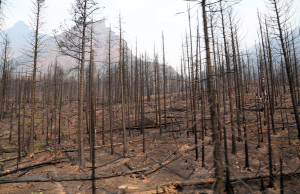 Glacier Area Burned the Day Before We Arrived