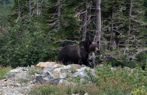 Grizzly Coming Out of Woods, Glacier Park