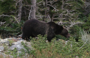 Grizzly in Woods, Glacier Park