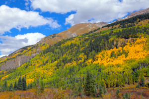 Fall Colors on the Million Dollar Highway, South of Ouray, Montana